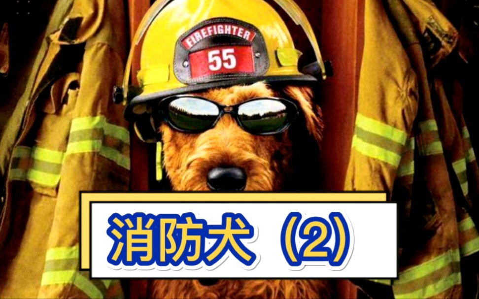 电影《消防犬》(2)这只狗狗的智商吊打绝大多数人