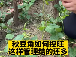 Video herunterladen: 秋豆角是一定要控旺的，夏天高温豆角容易徒长，控旺后不但豆角藤能更粗壮，侧蔓也会更多，增产增收