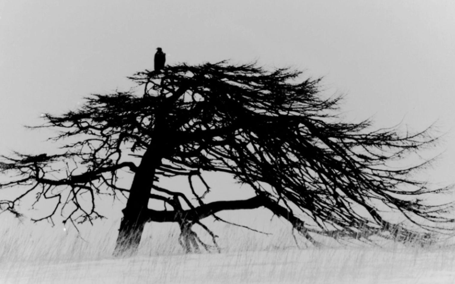 禅意的作弥漫着东方特有的哲学和美学气息 日本摄影师山本昌南masao