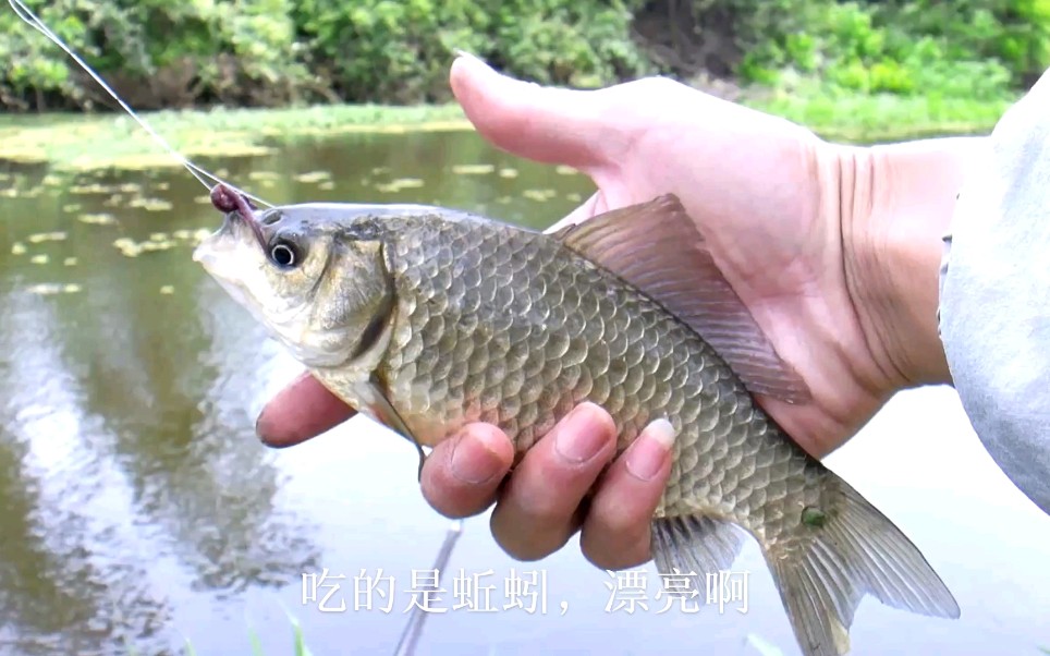 草塘垂钓:5级大风依然不惧,钓起的鲫鱼皮毛相当漂亮哔哩哔哩bilibili