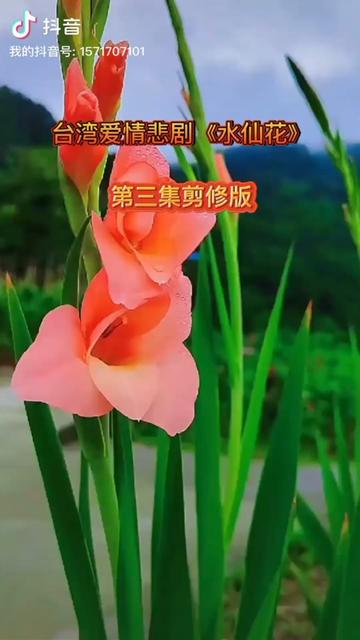 [图]爱情歌剧（水仙花）