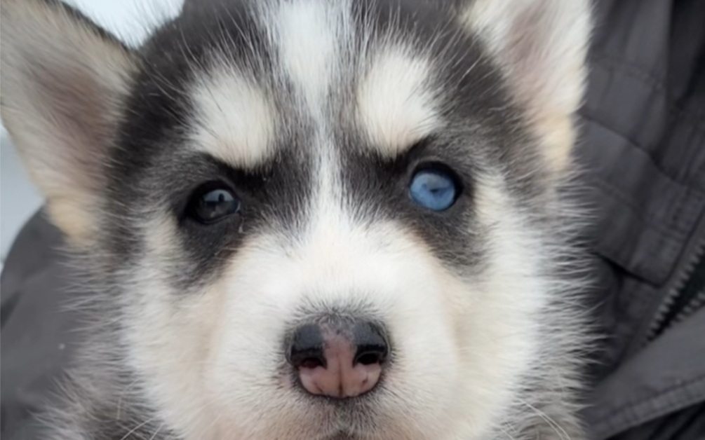 异瞳哈士奇有喜欢的吗?