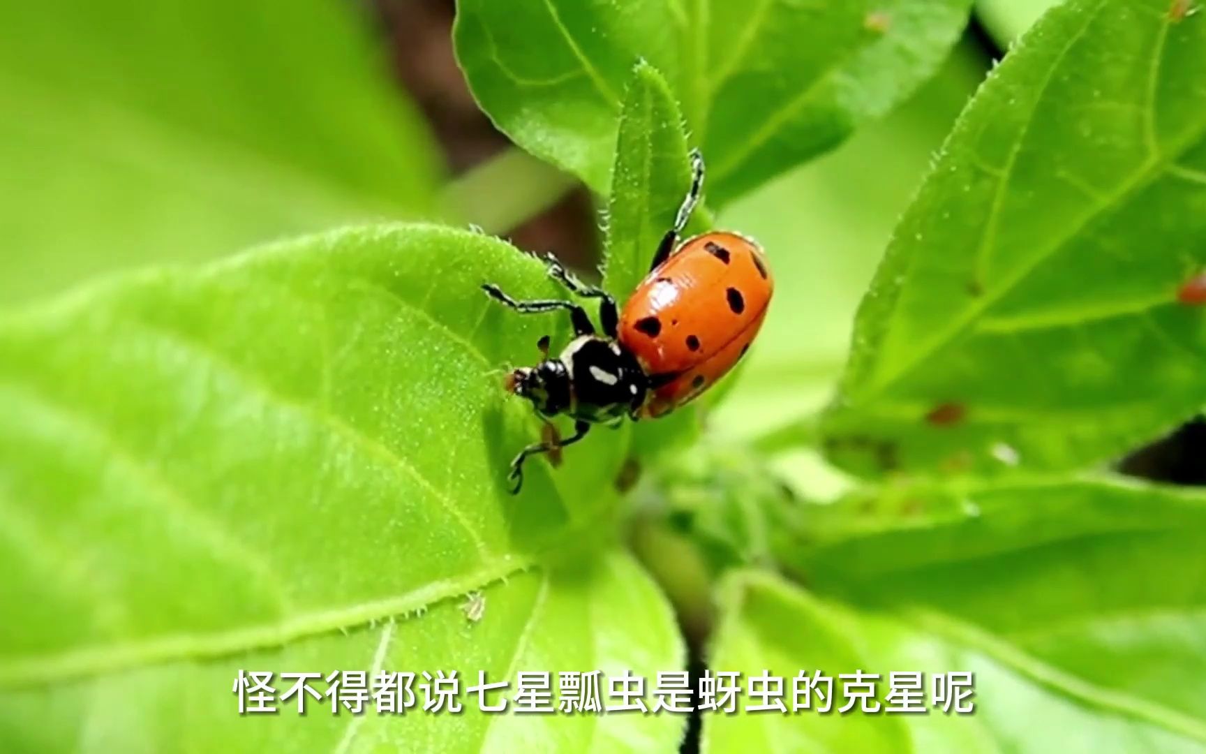 原來七星瓢蟲的小時候是這樣樣子的