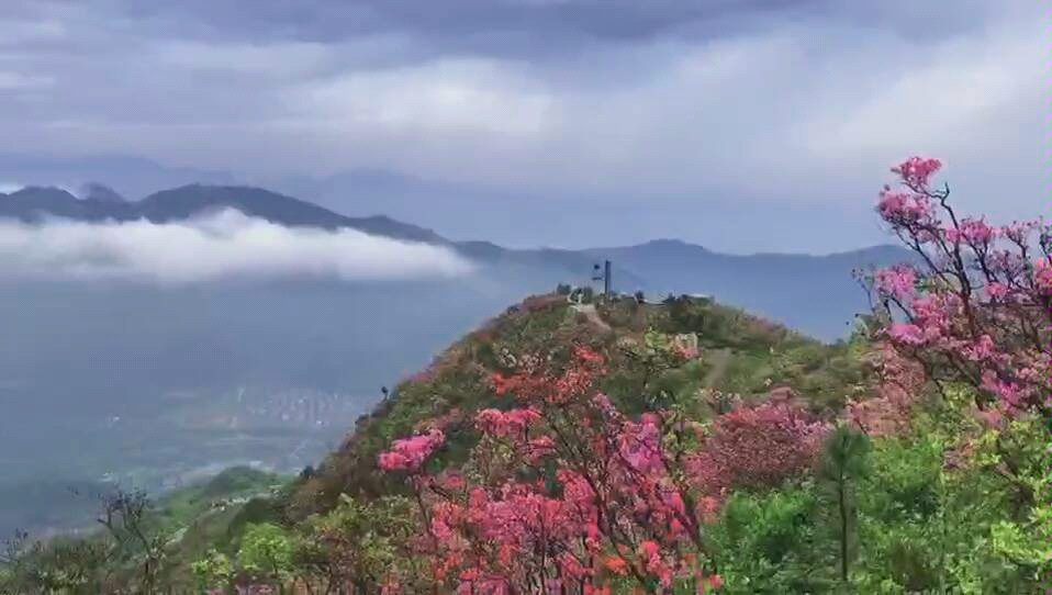 [图]金娥山雨后杜鹃