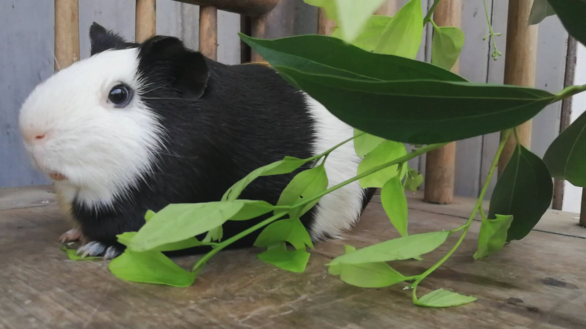 岁月静好～豚猪躺