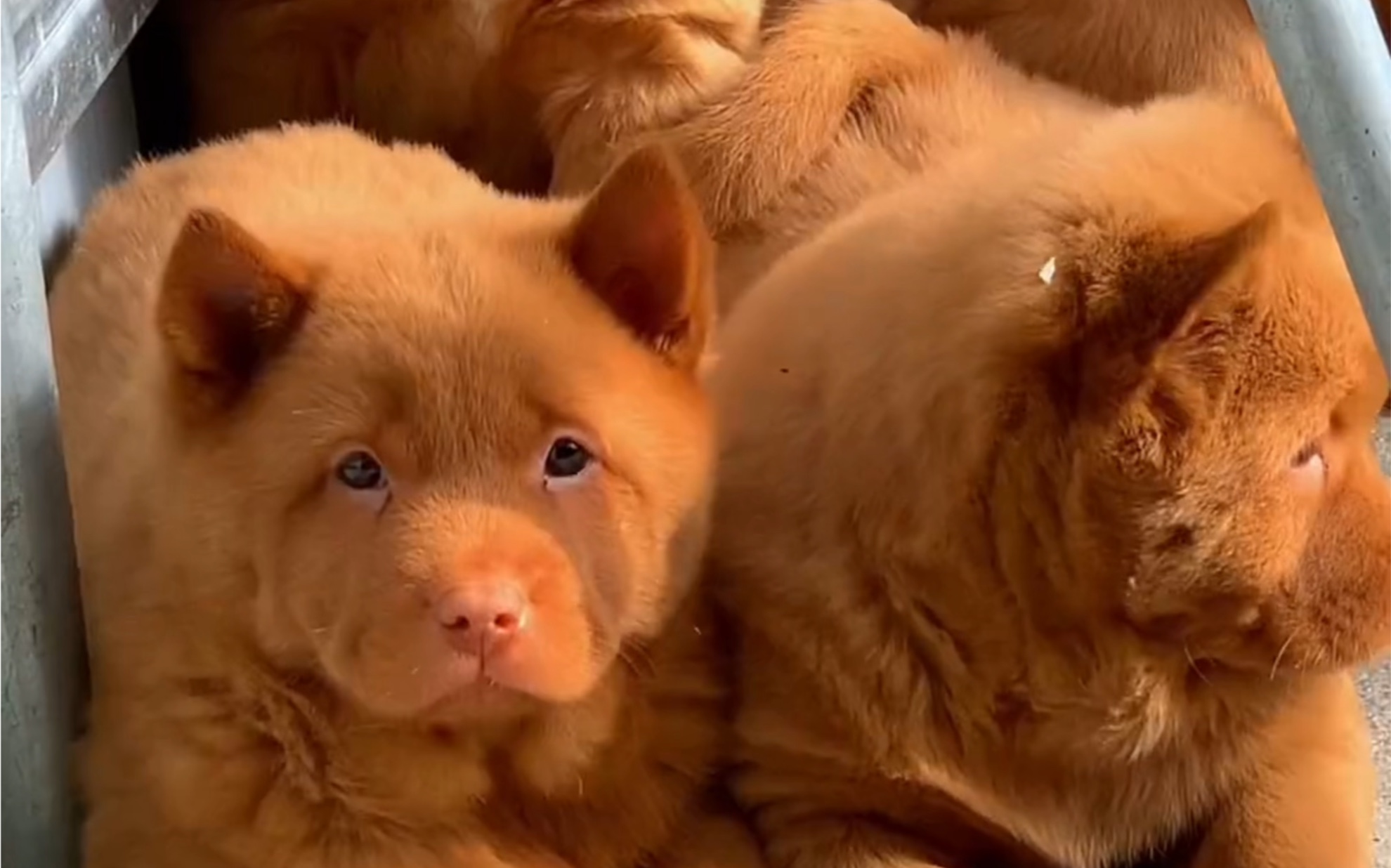 田園犬之五紅犬