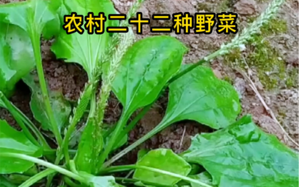 [图]农村常见的二十二种野菜，看看你认识多少