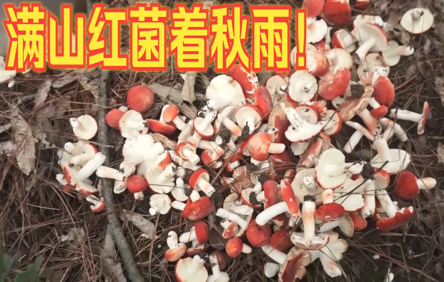 [图]九月，我来了！相逢不语，满山红菌着秋雨！真正拔菌拔到手抽筋！