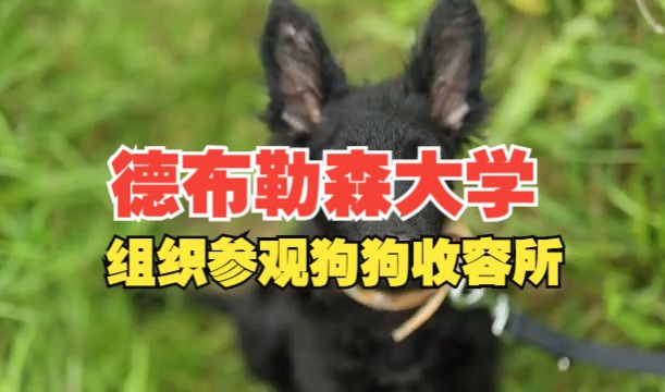 【留学】德布勒森大学组织了为狗狗们提供食物和遛狗服务的活动!哔哩哔哩bilibili