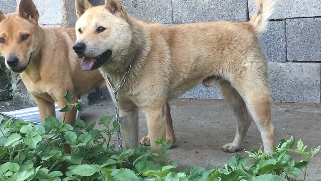 中华田园犬,大黄