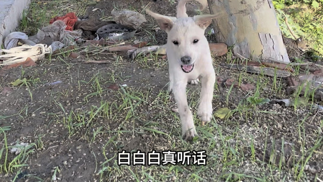 昨晚梦见狗狗吃老鼠药了,今天早上起来我抱这它们,好有幸福感,哔哩哔哩bilibili