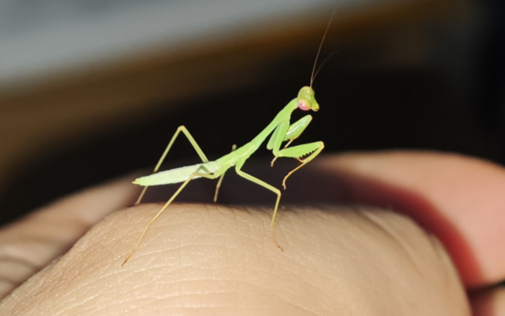 透翅大螳-macromantis hyalina