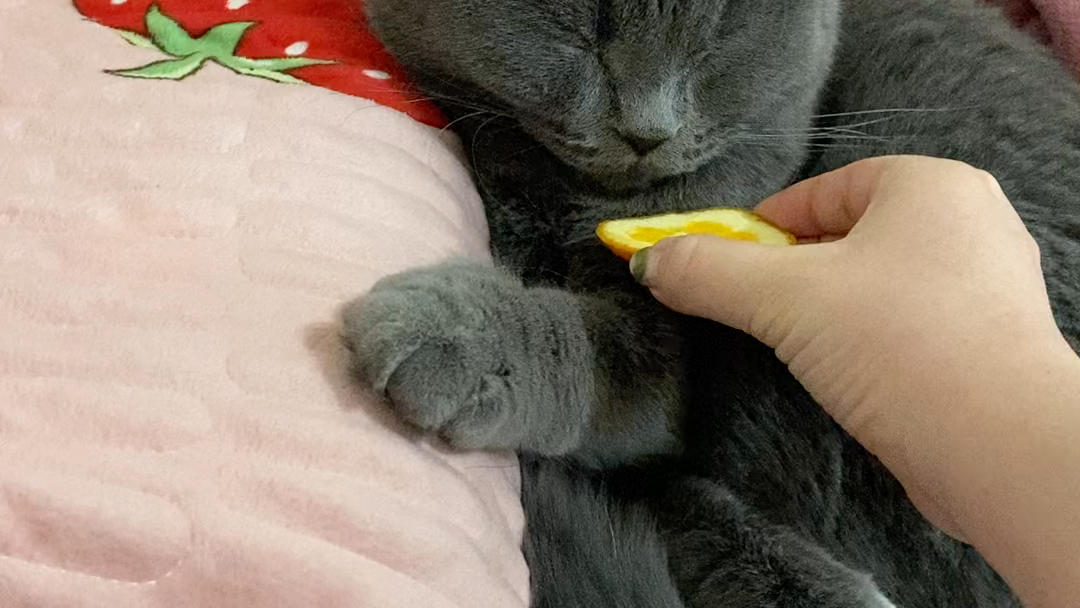 小姐姐家的八蛋来玩儿