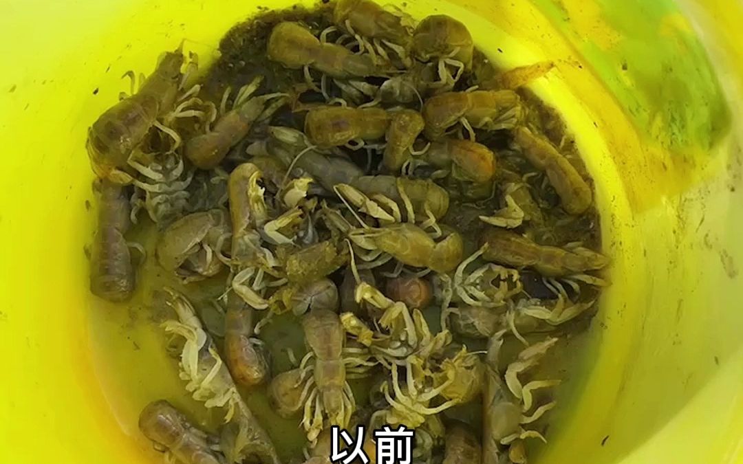 [图]后羿赶海今天来挖海猴子，钓鱼神器