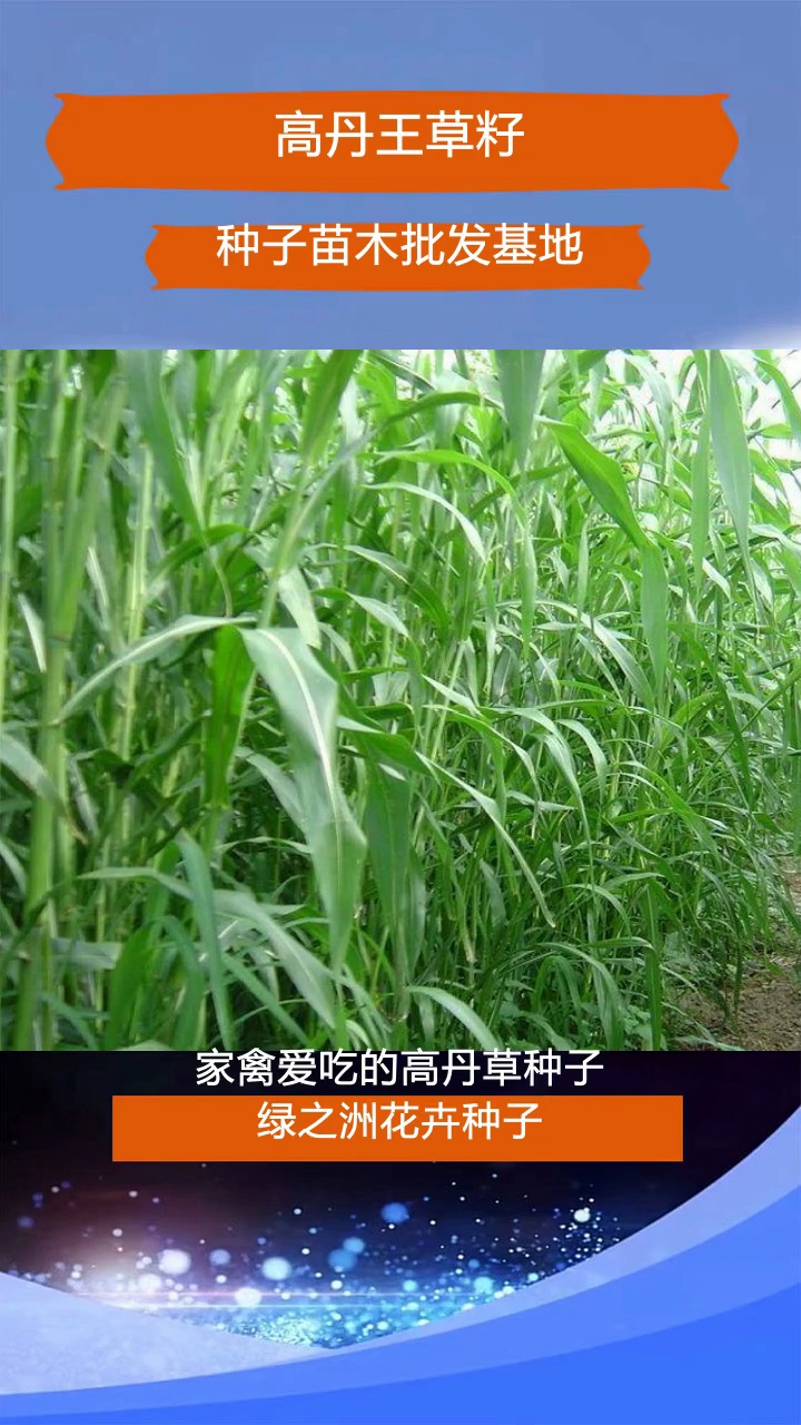 高丹王草籽大量供应