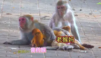 Download Video: 老猴妈生个膏药猴，时时刻刻都粘着猴妈吸奶