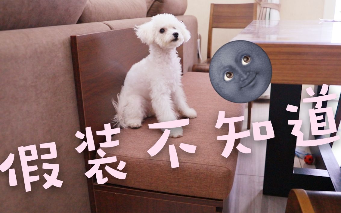 狗狗干了坏事不承认,一问三不知,假装不知道