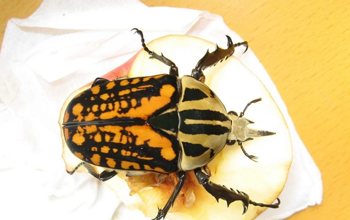 欧贝鲁花金龟幼虫开箱并教你怎么饲养_哔哩哔哩 (゜-゜)つロ 干杯