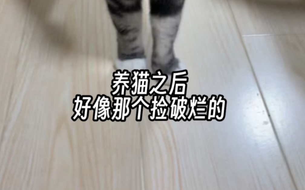 纸壳diy猫咪玩具哔哩哔哩bilibili