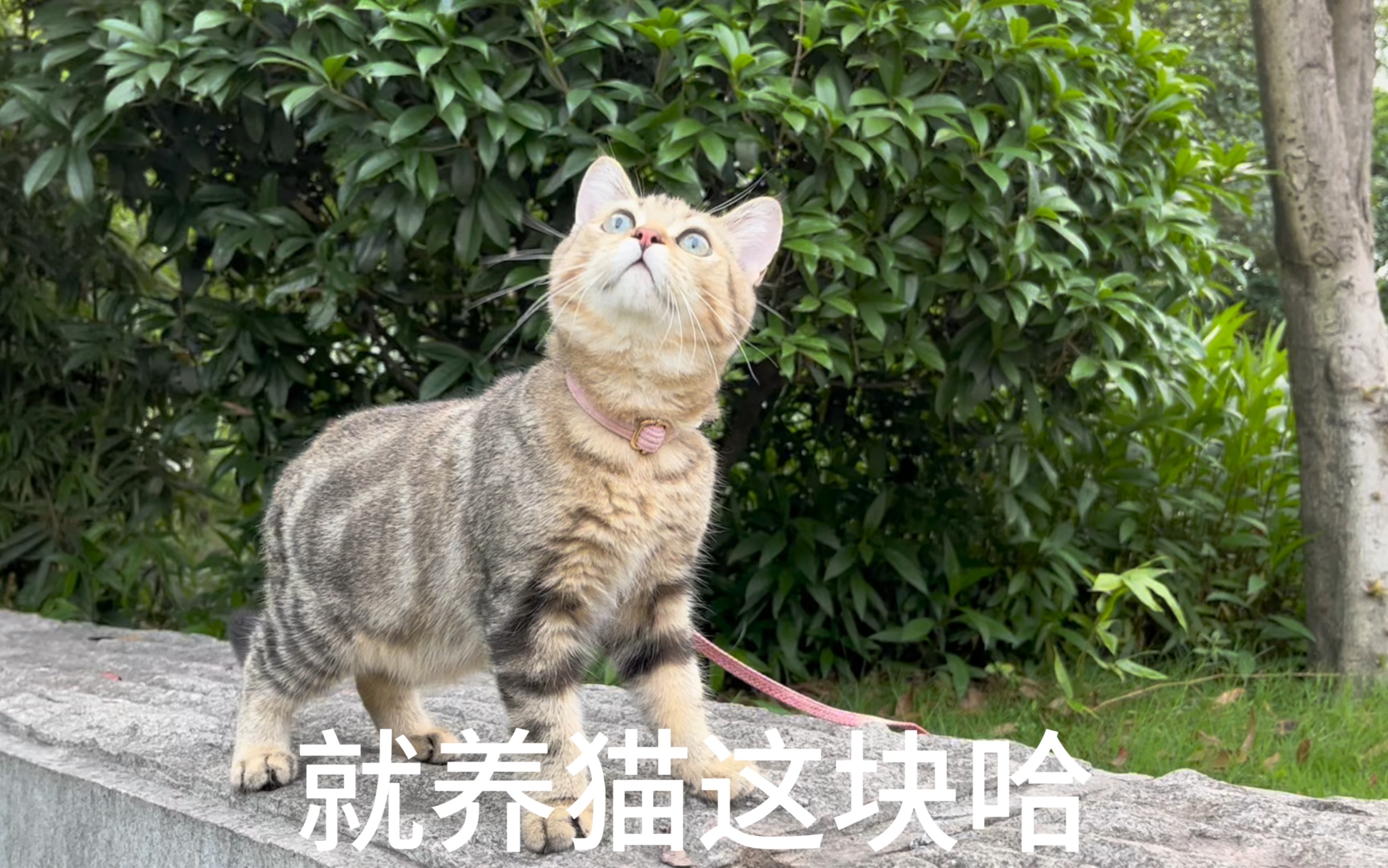 养猫就养虎斑猫!哔哩哔哩bilibili