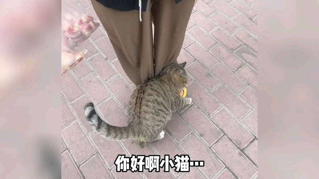 [图]当代摆烂小猫咪现状，哈哈