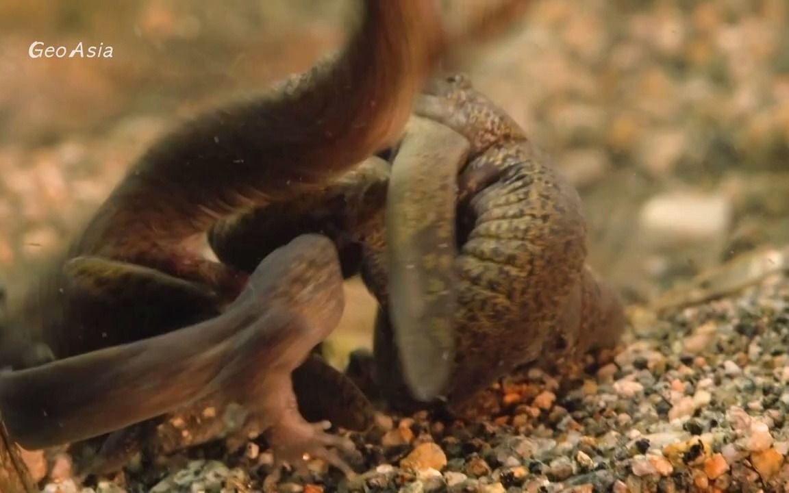 某种小鲵科物种正在交配和产卵,激烈的雌性竞争Salamander  Mating, spawning, Fierce female contending哔哩哔哩bilibili