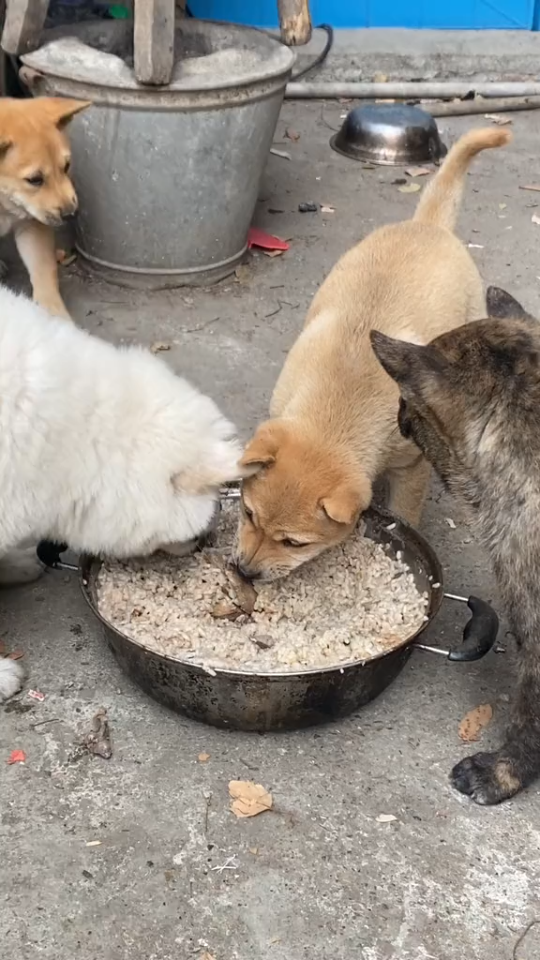 农村土狗打架图片