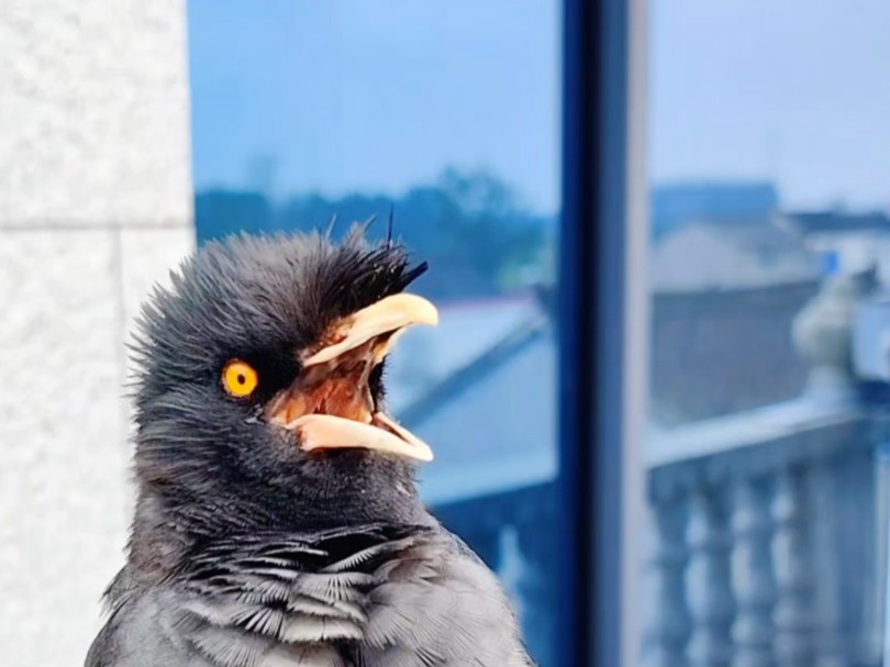 八哥小鸟搞笑表演唱歌:半夜三更睡不着,思前想后心里好难过