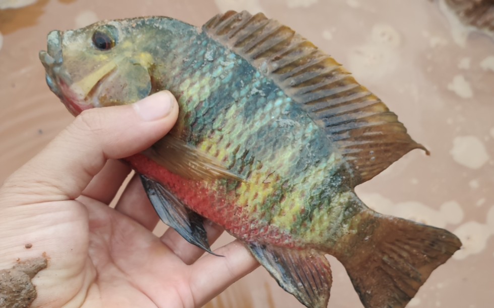 【vlog 01】罗非鱼(吉利慈鲷)都泛滥啦_哔哩哔哩_bilibili