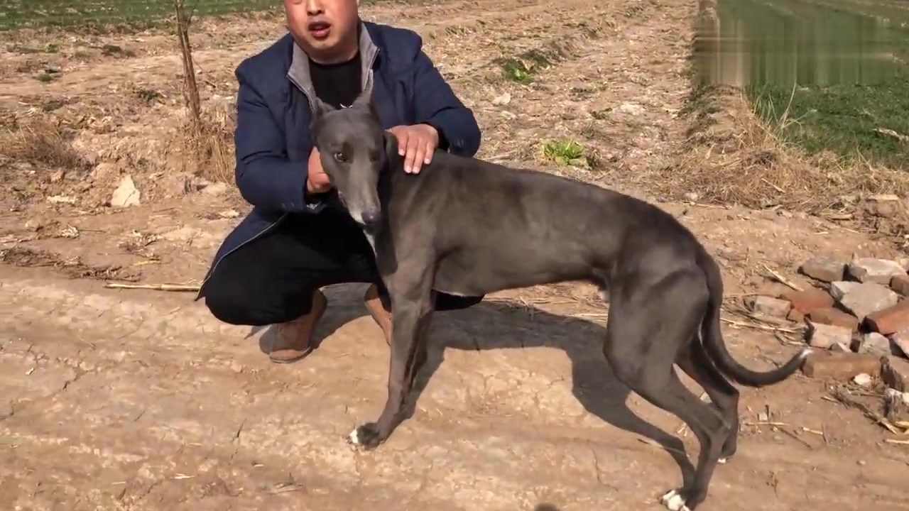 格力名犬布瑞特李的孙子,也是四蹄踏雪漂亮极了,大家来欣赏一下