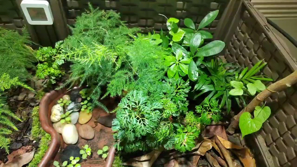 黄缘龟环境的植物大全图片