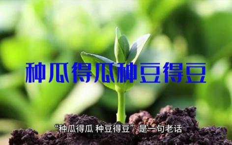 种瓜得瓜种豆得豆