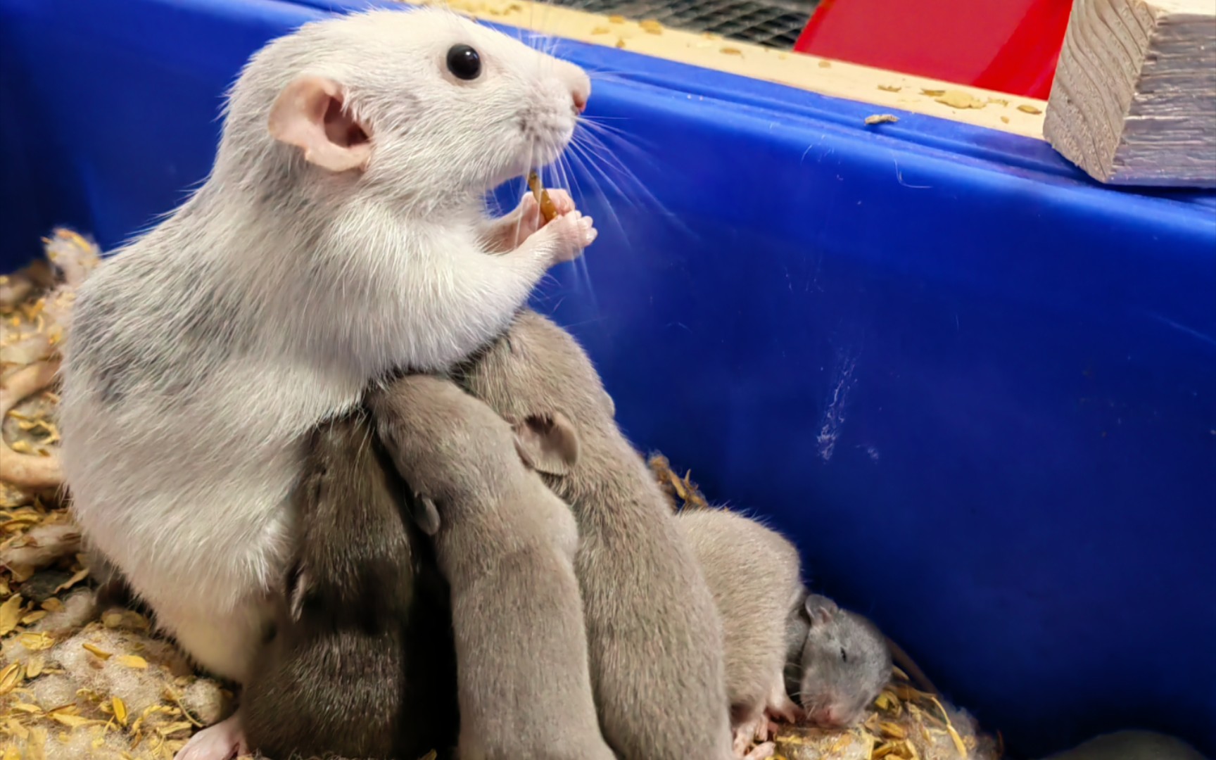 尝试驯化哺乳期的老鼠.