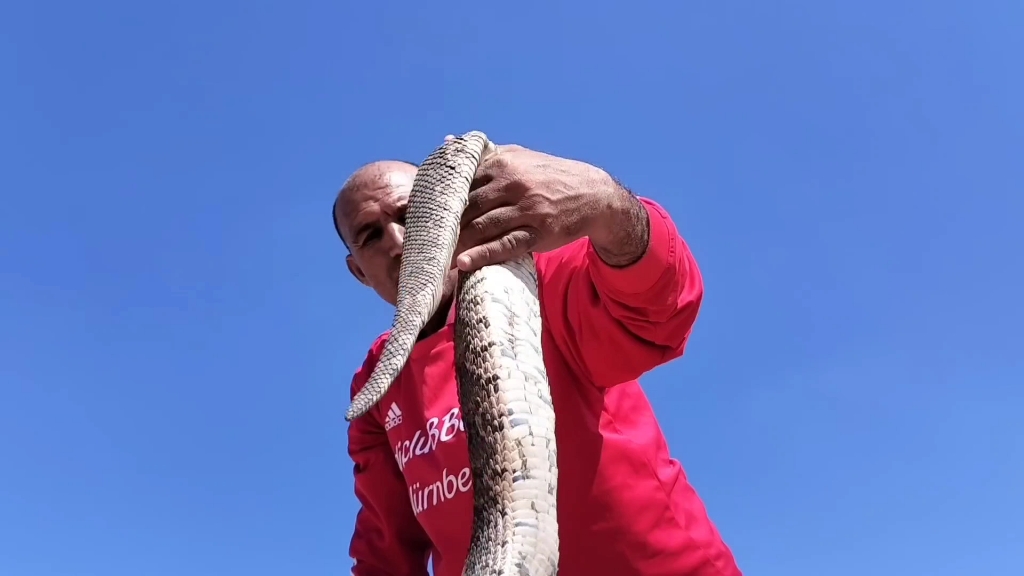 好肥的一条鼓腹咝蝰,老哥和它一起睡觉