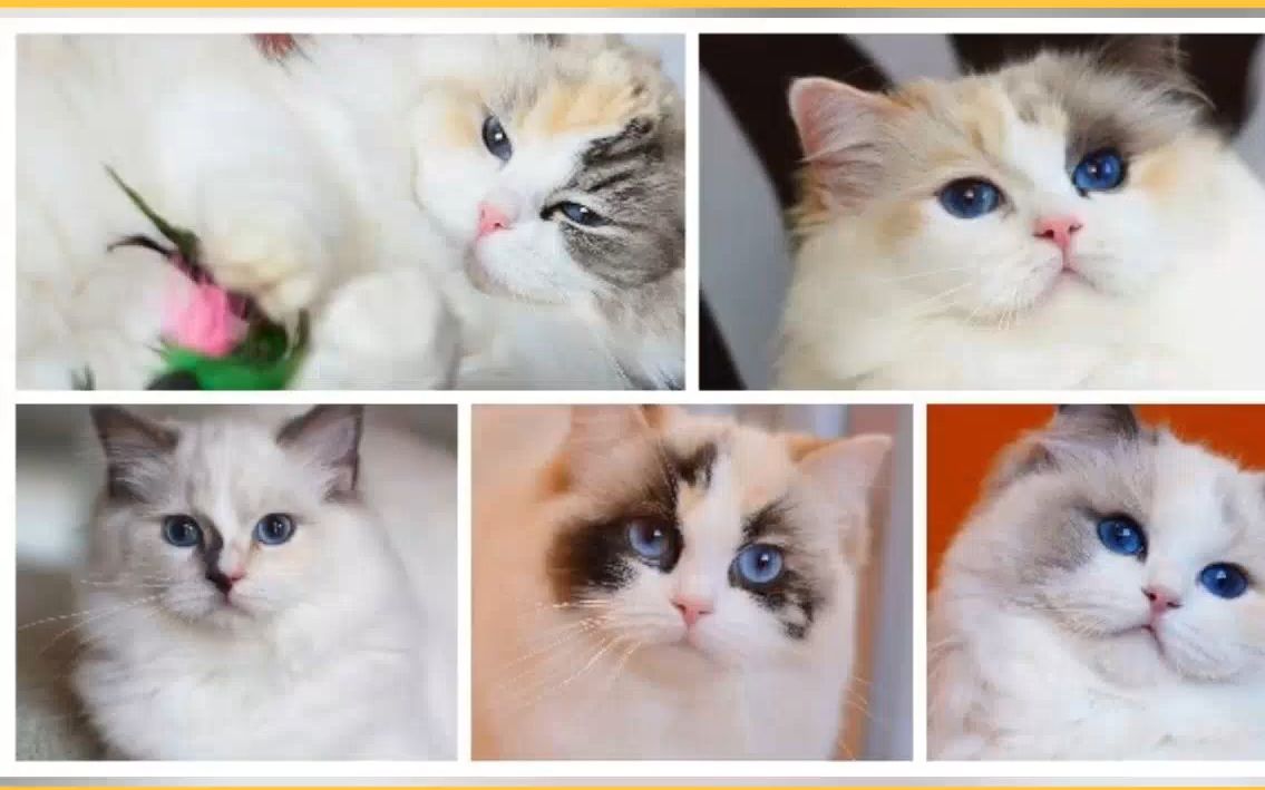 最全的玳瑁色布偶猫介绍来喽