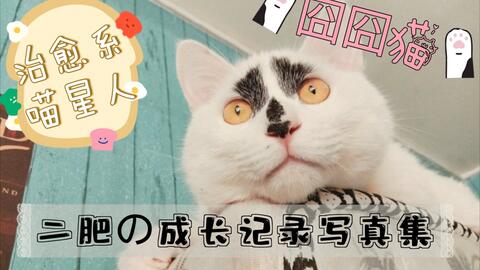 吸猫 治愈系囧囧猫 二肥 成长记录写真集 哔哩哔哩 吸猫 治愈系囧囧猫 二肥 成长记录写真集 哔哩哔哩