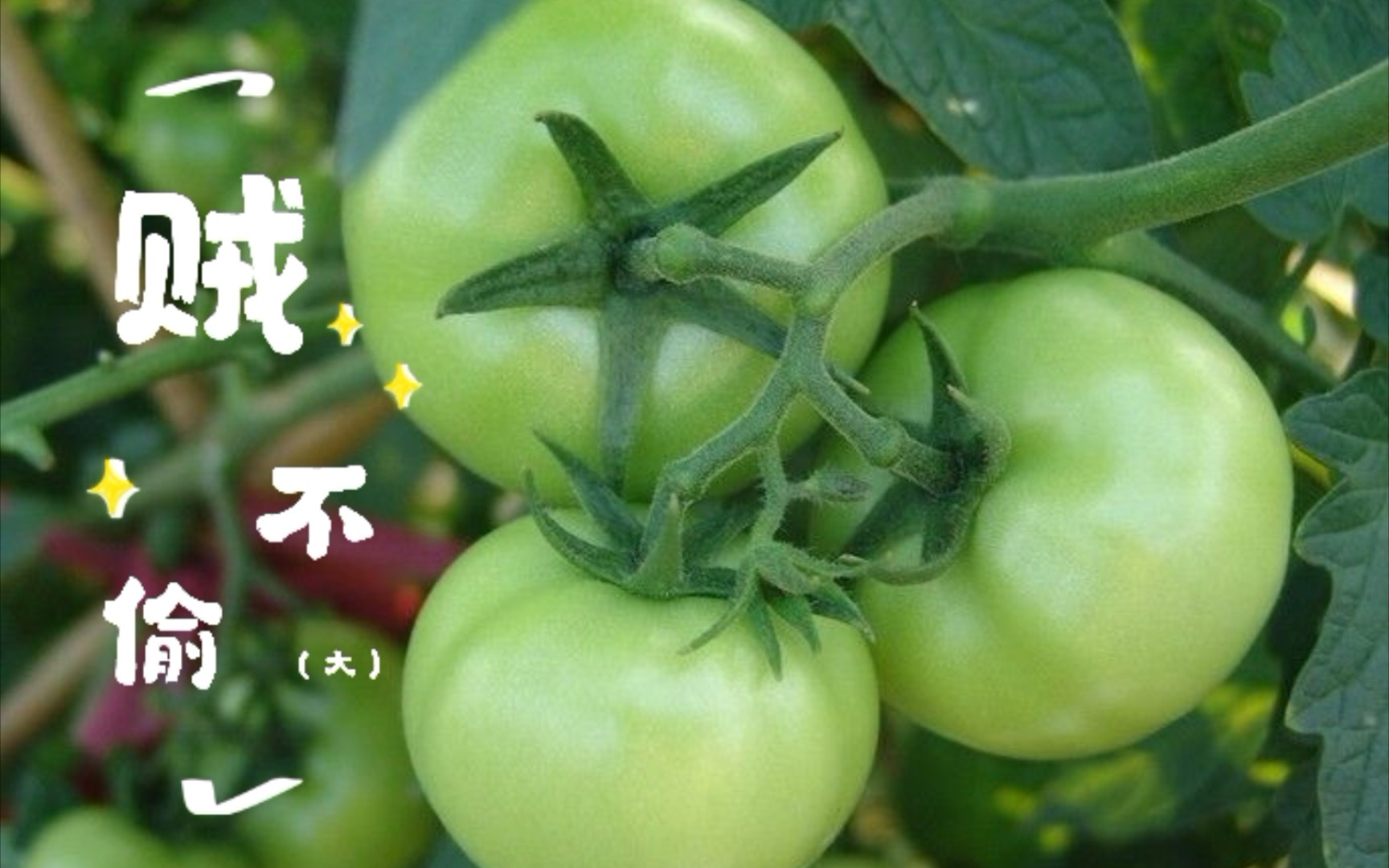 (传家宝番茄)贼不偷(大)——2021年阳台盆栽番茄种植