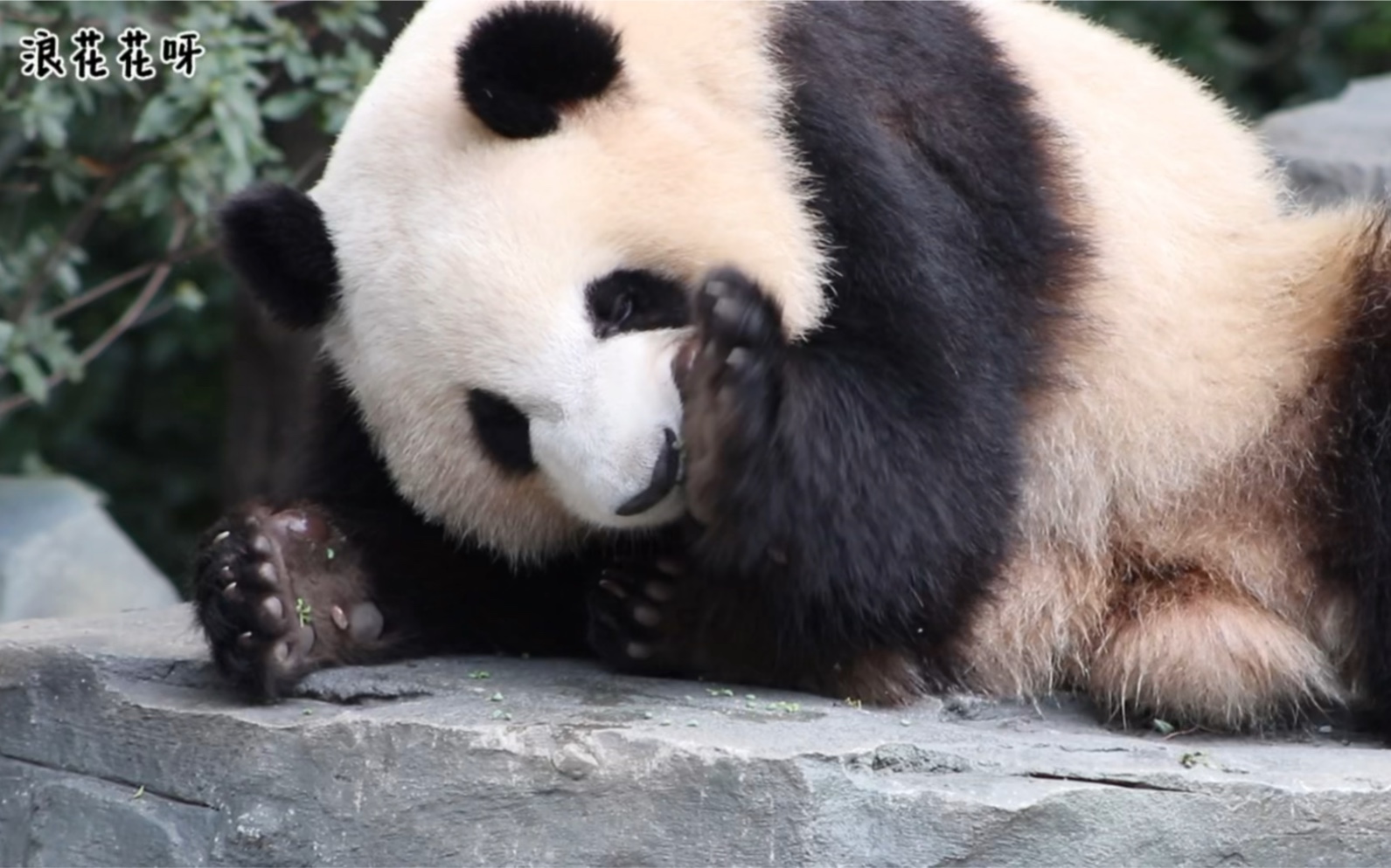 大熊猫成浪图片
