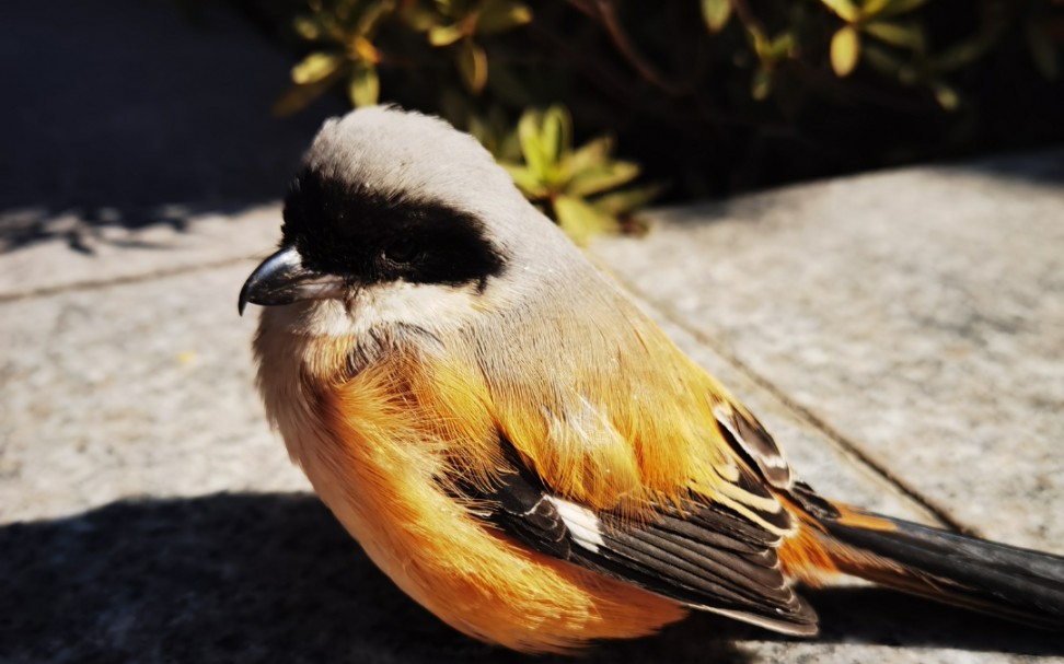 路上偶遇一只傻傻的小啾啾