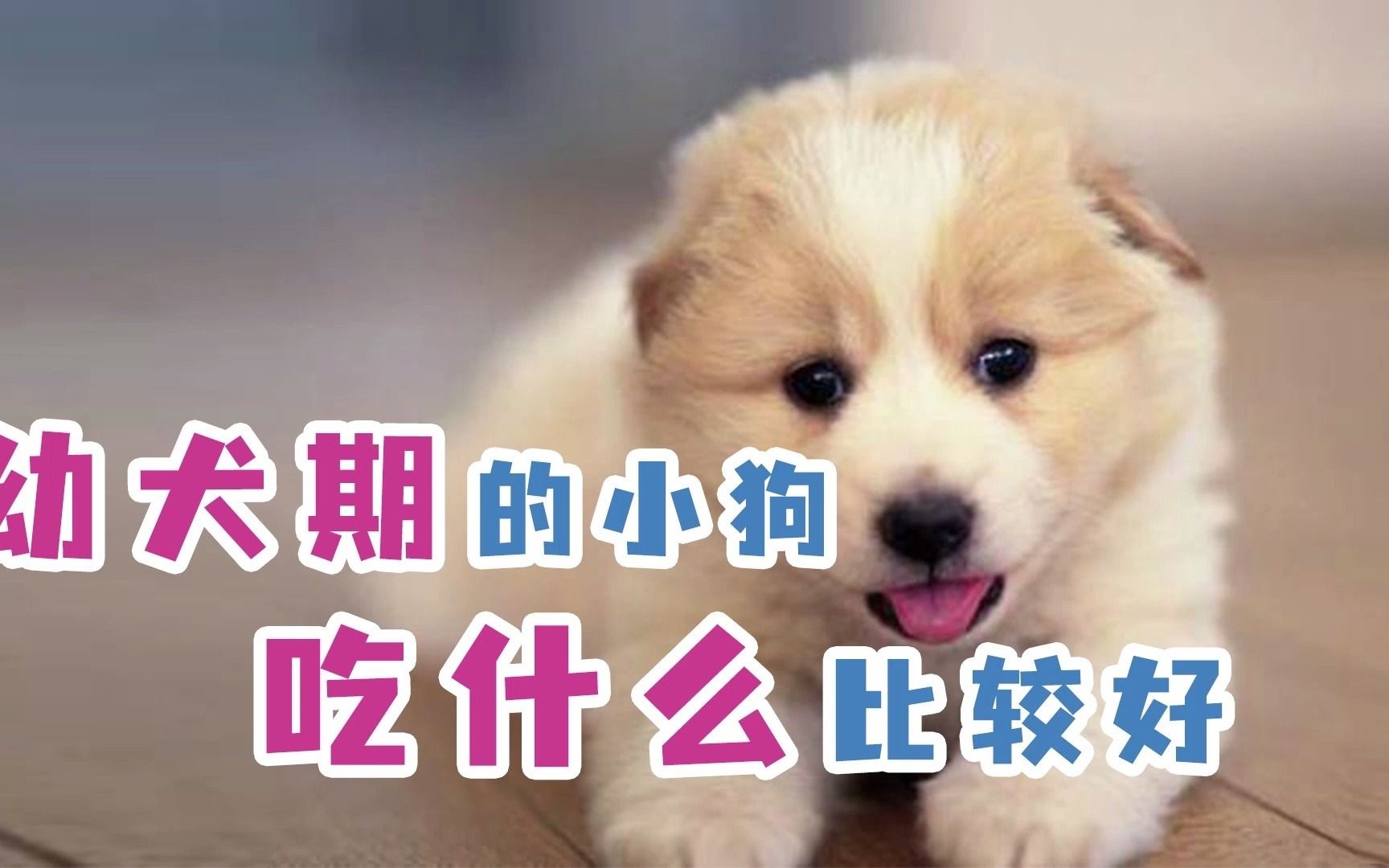 幼犬期的小狗吃什么比较好哔哩哔哩bilibili