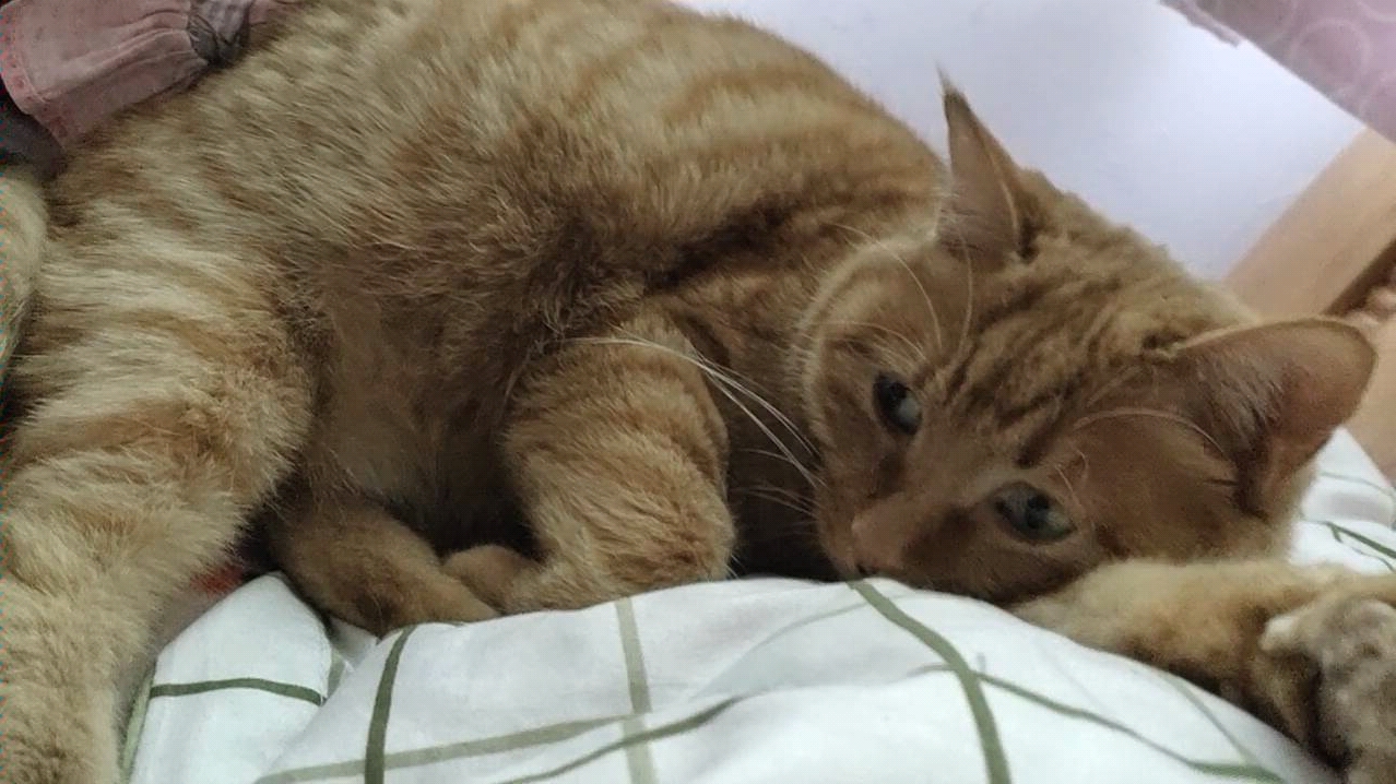 【橘猫】可可爱爱小橘猪