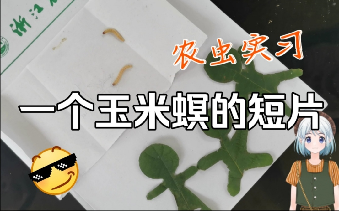 浙江农林大学植保2018级农虫实习[玉米螟介绍]这只虫虫好软呀!哔哩哔哩bilibili