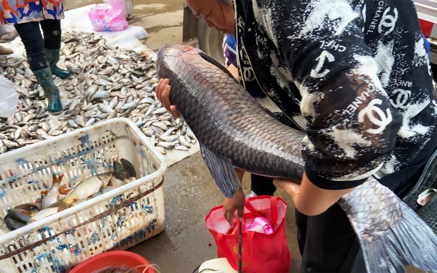 大清早鄉村露天集市野生河魚任你挑,瞧這條野生螺螄青魚小夥花了多少