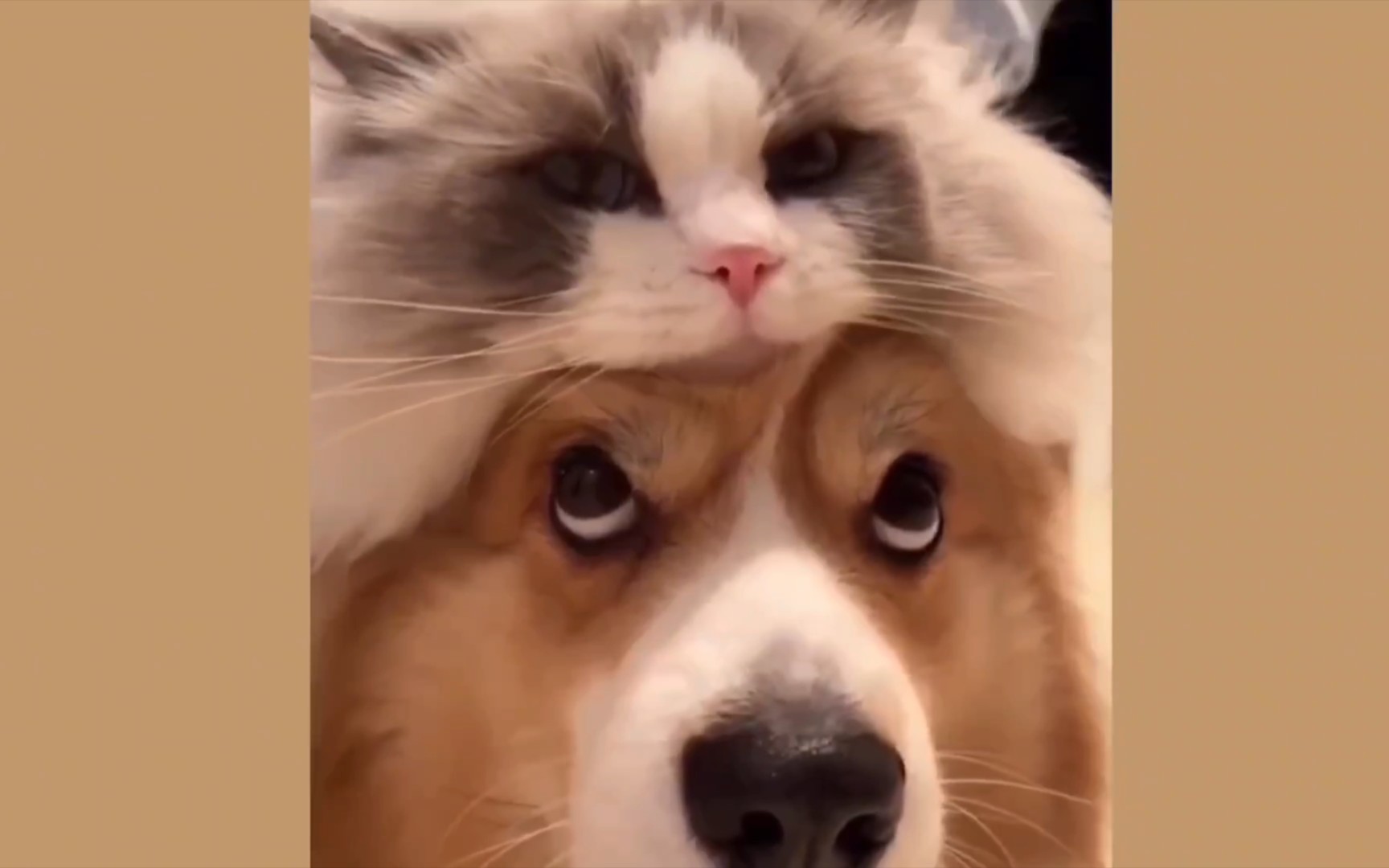 相爱相杀的狗狗和猫咪,上一秒恨你,下一秒爱你