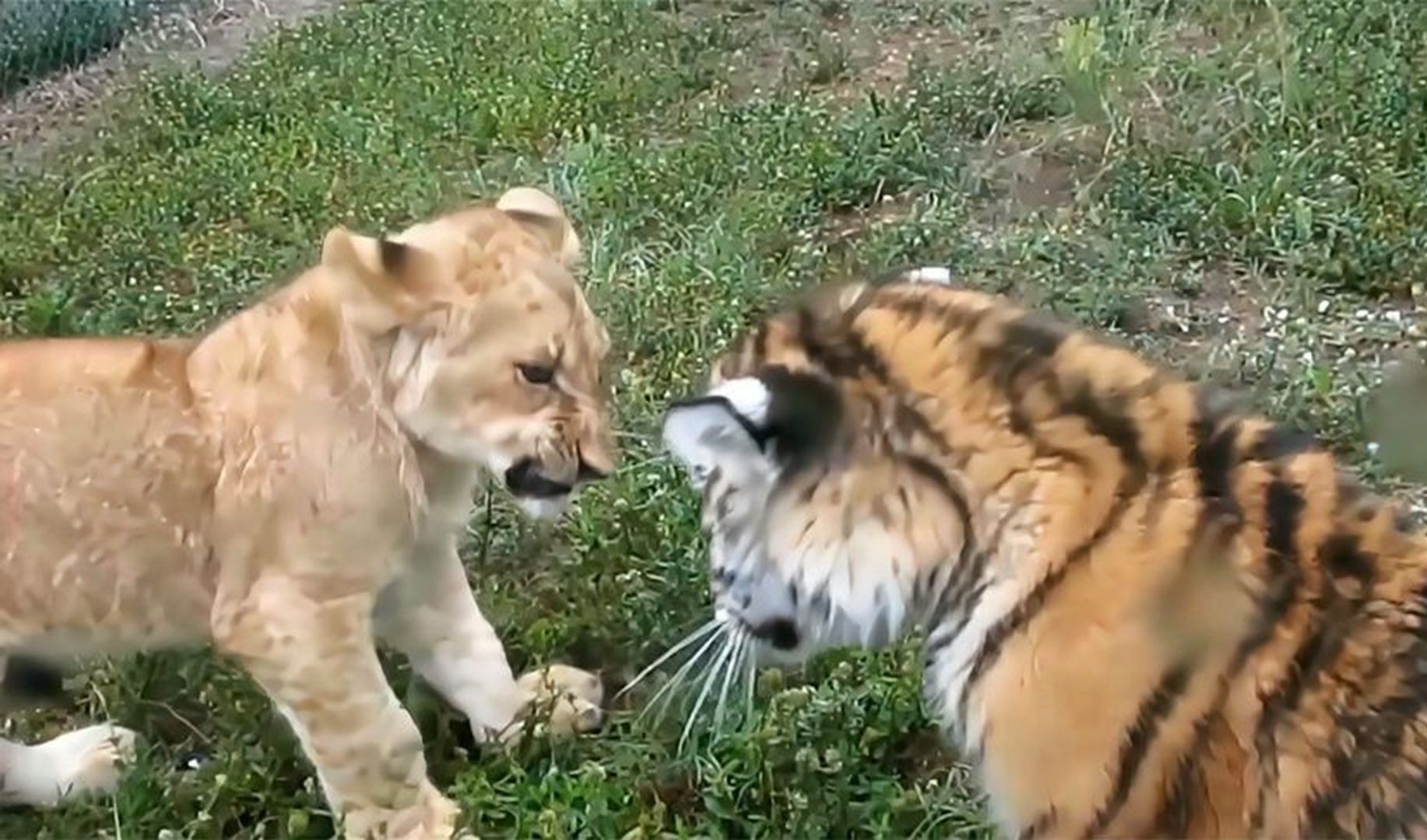 小老虎和小狮子打架,居然被扇到怀疑人生,纹身的果然不好惹!