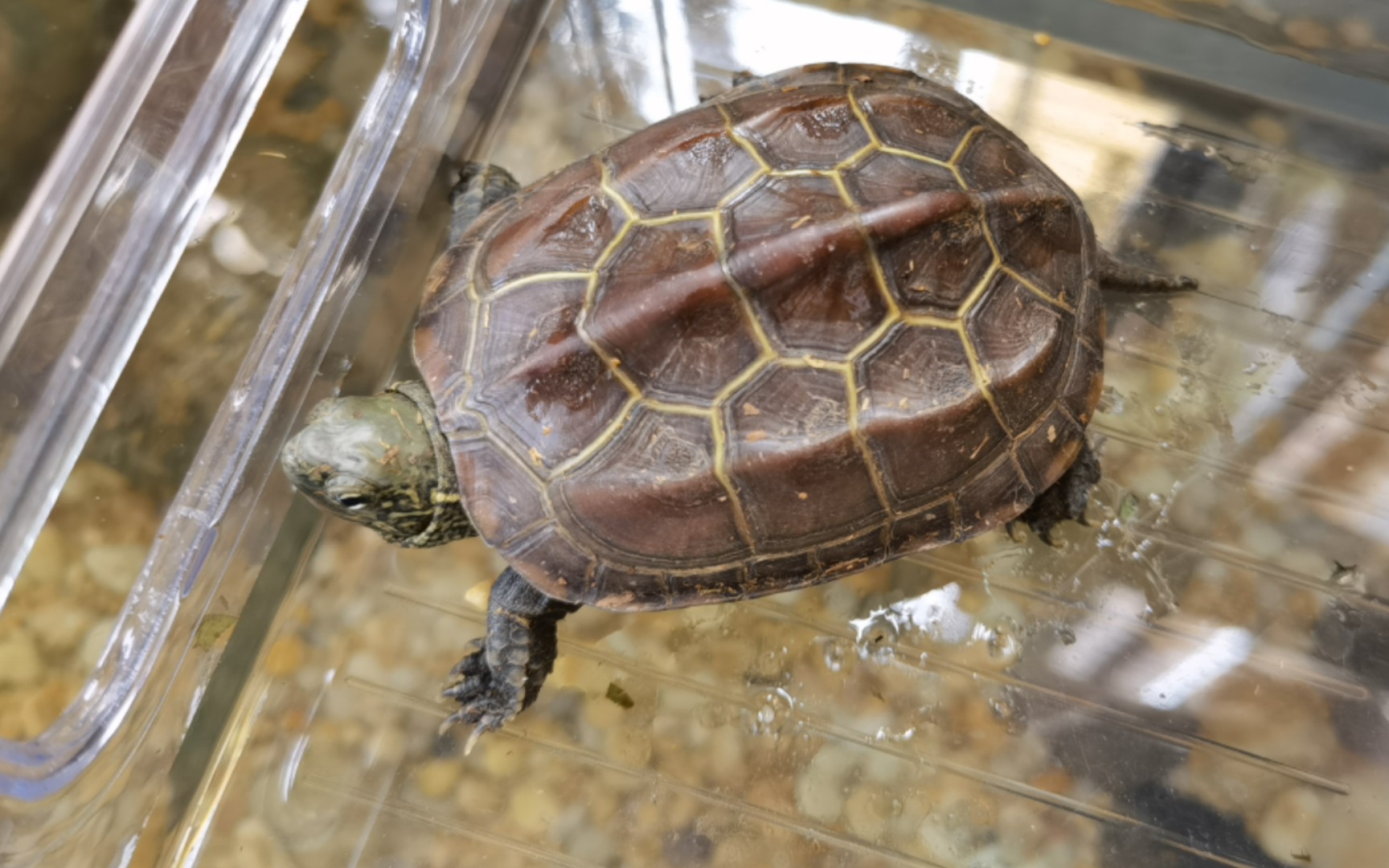 45元买了一只母草龟,不知道算不算贵