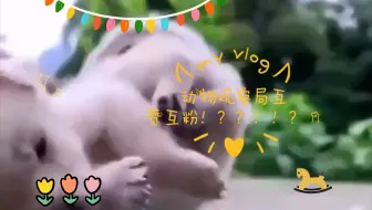 动物观察局互赞互粉！？？！！？。