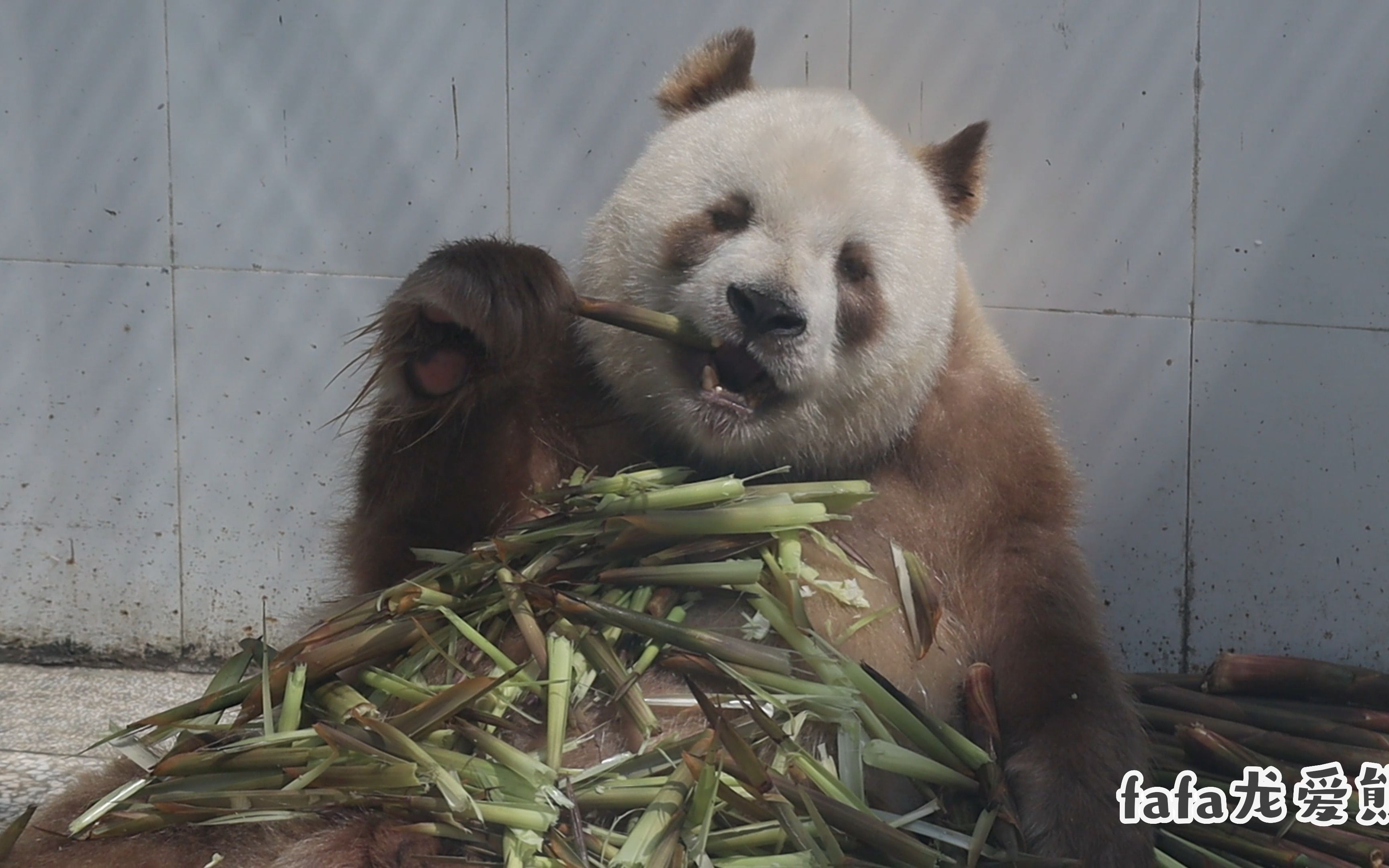 漂亮七仔宝贝吃竹笋