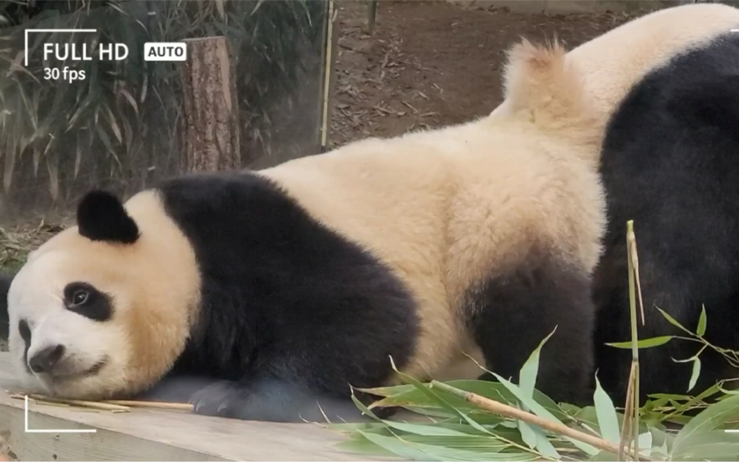 [图]大熊猫福宝 又标记妈妈的脸 然后出现了极度舒适的画面（我先笑为敬 哈哈） 220111