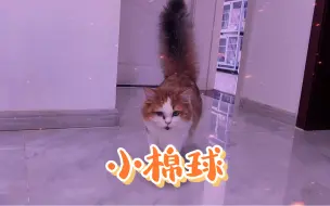 Download Video: 曾经救治的小猫咪，已经长大了，还有谁记得它？